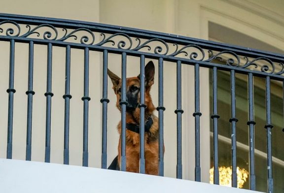 Biden dog Commander ousted from White House after biting reports