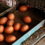 Russia to exempt eggs from import duties as prices climb, stocks dwindle