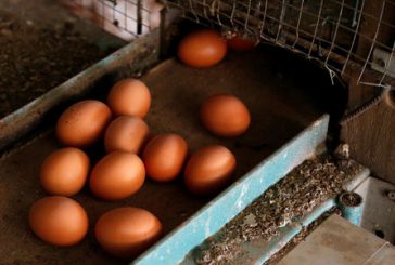 Russia to exempt eggs from import duties as prices climb, stocks dwindle