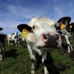 China opens anti-subsidy probe into EU dairy imports in push back against EV tariffs