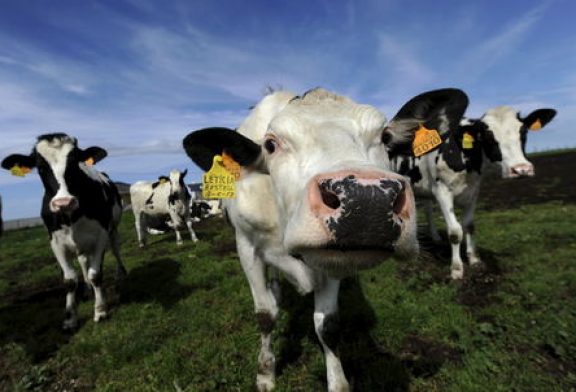 China opens anti-subsidy probe into EU dairy imports in push back against EV tariffs