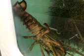 China to lift ban on Australian lobster imports by year-end, says PM