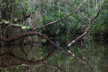 Ecuador completes $1.5 billion debt swap for Amazon conservation